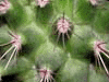 Крупный план кактуса (мамилярия)