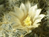 Цветок кактуса мамилярии