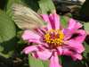 Бабочка на цветке Майорке
