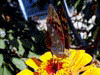 Бабочка на цветке майорке 2