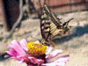 Бабочка на цветке майорки 3