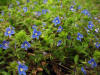 Плетенье синих цветков 2