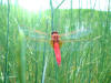 Рубиновая стрекоза